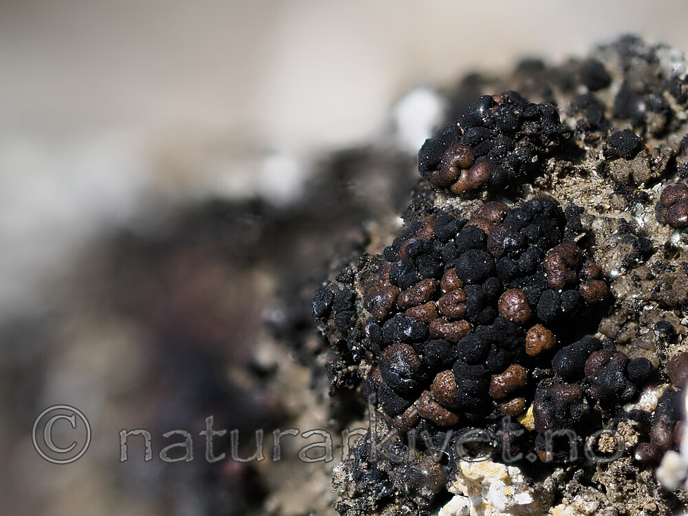 _6090990 / Toninia tristis