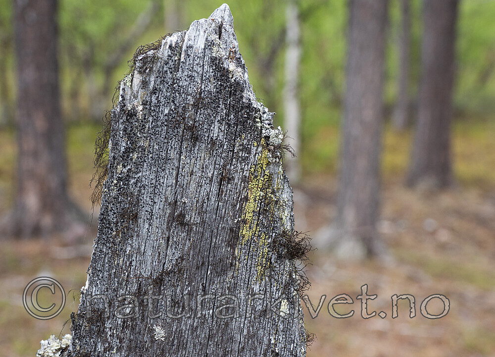 _6107241 / Cyphelium tigillare / Vanlig sotbeger