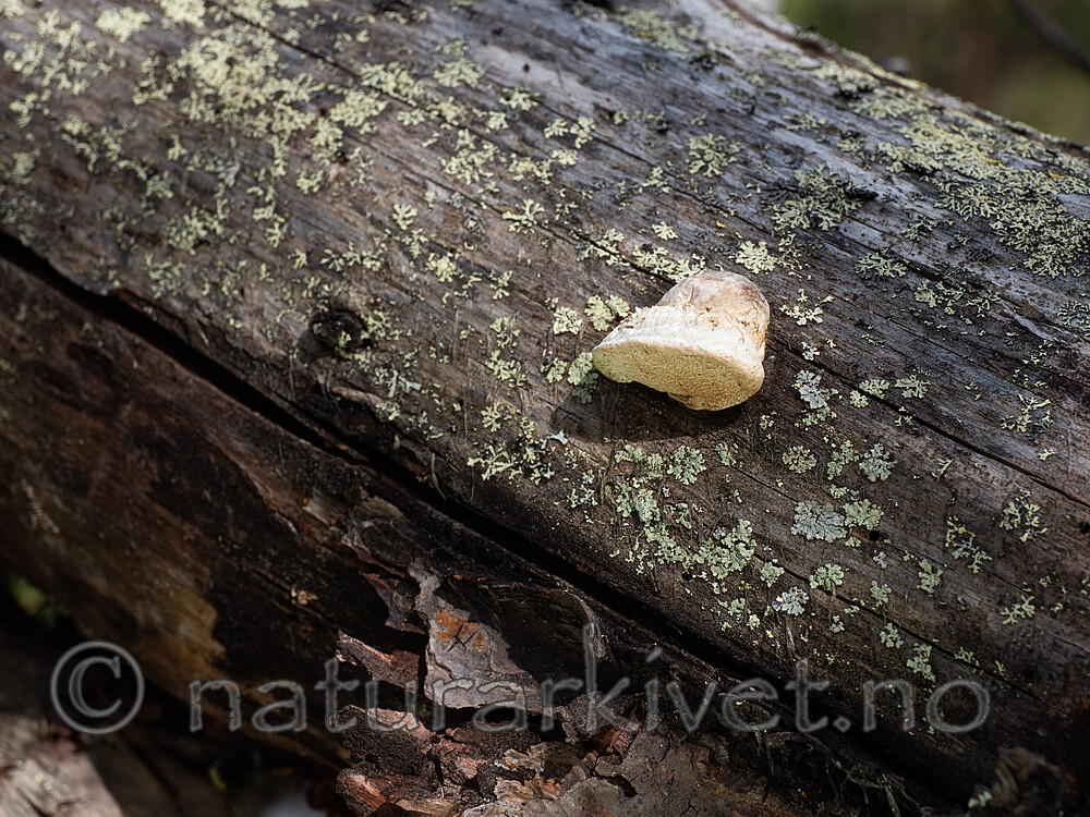 _6117310 / Diplomitoporus flavescens / Solkjuke