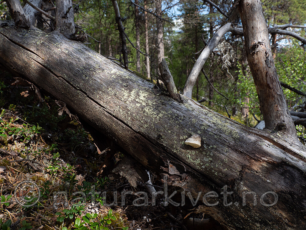 _6117313 / Diplomitoporus flavescens / Solkjuke