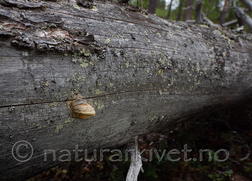 _6117332 / Diplomitoporus flavescens / Solkjuke