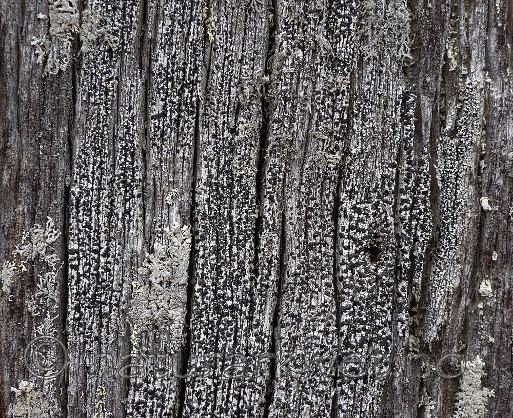 _6117355 / Ramboldia elabens