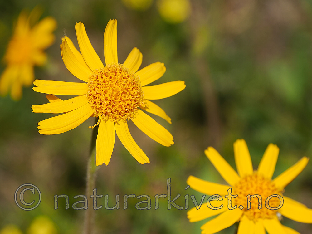 _6131030 / Arnica montana / Solblom