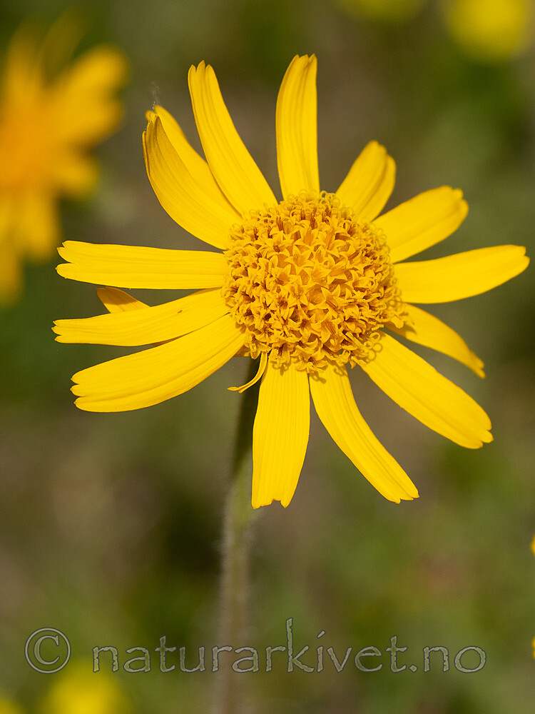 _6131031 / Arnica montana / Solblom