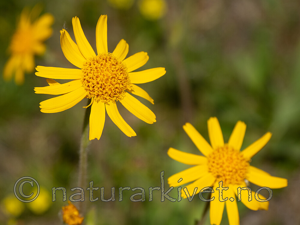 _6131032 / Arnica montana / Solblom