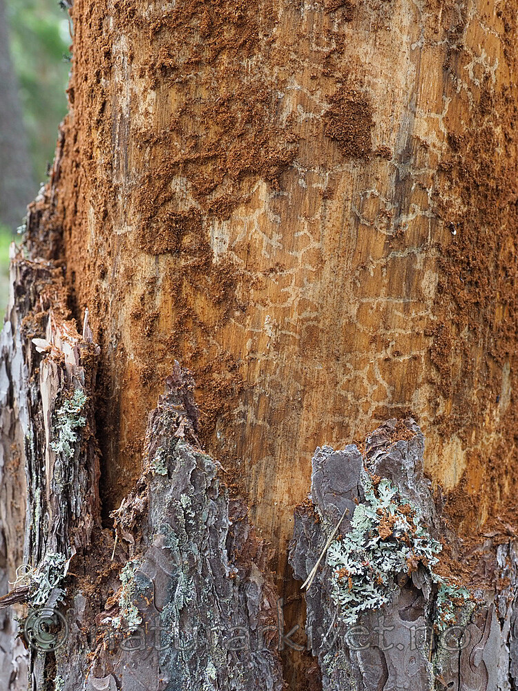 _6217541 / Orthotomicus longicollis