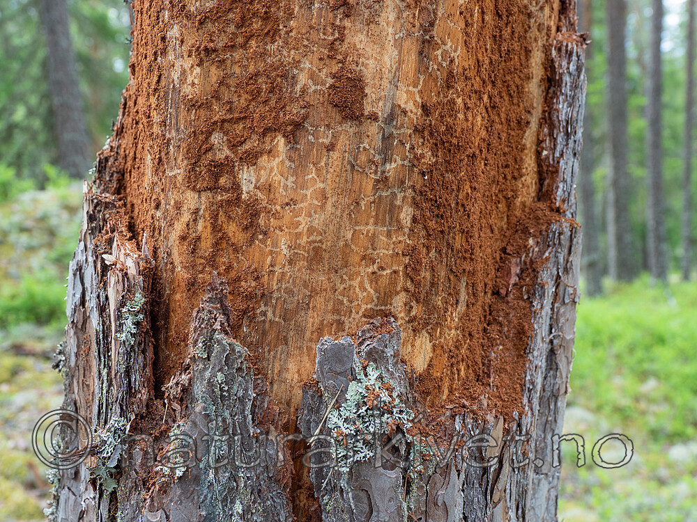 _6217542-2 / Orthotomicus longicollis