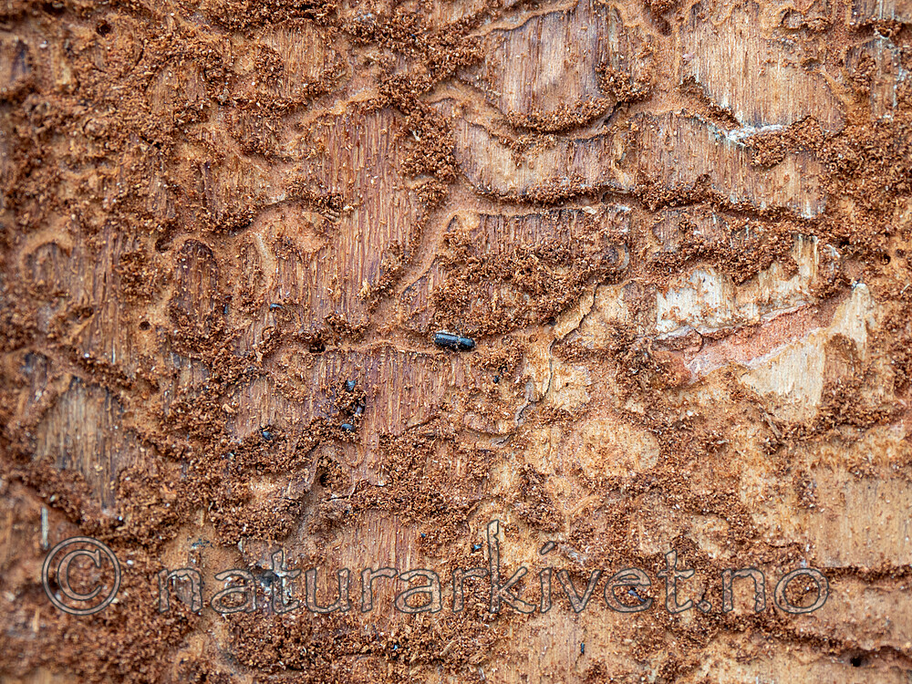 _6217545 / Orthotomicus longicollis