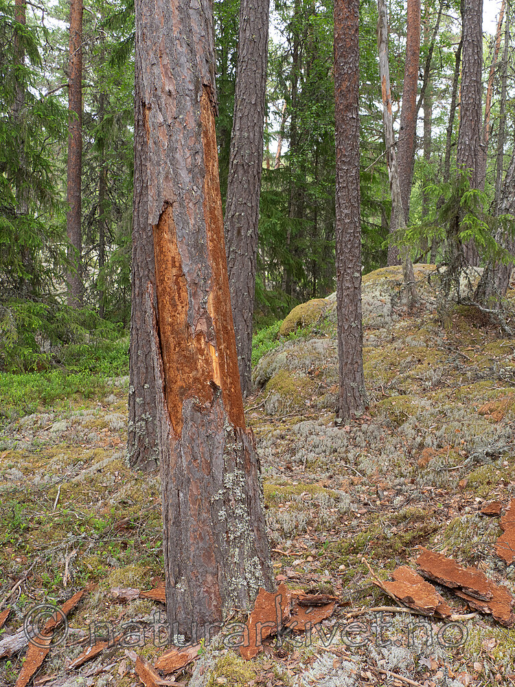 _6217556 / Orthotomicus longicollis