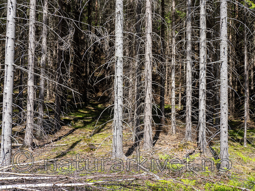 _6250120 / Picea abies / Gran