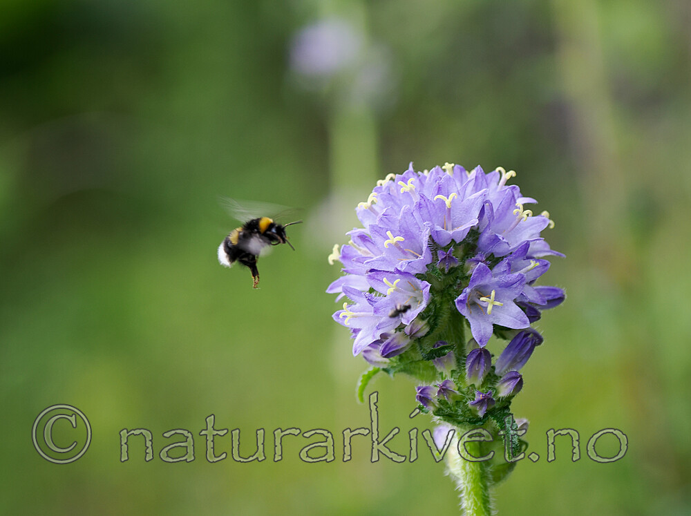 _6250236 / Bombus cryptarum / Kilejordhumle <br /> Campanula cervicaria / Stavklokke