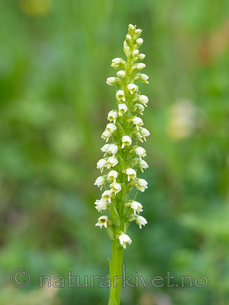 _6260016 / Pseudorchis albida / Hvitkurle <br /> Pseudorchis albida