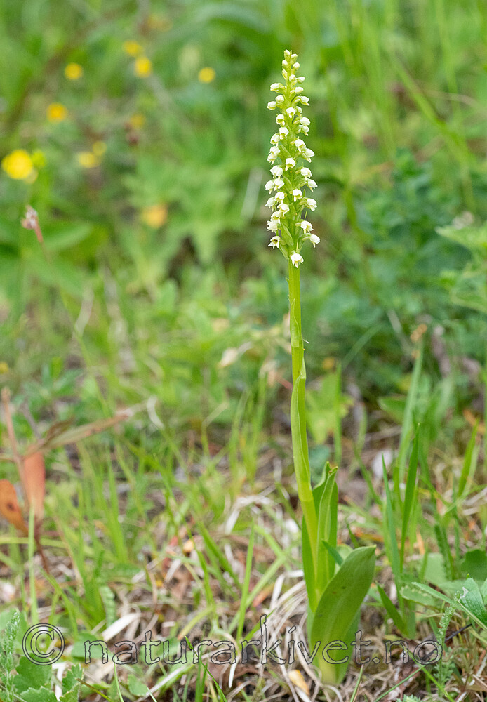_6260017 / Pseudorchis albida / Hvitkurle <br /> Pseudorchis albida