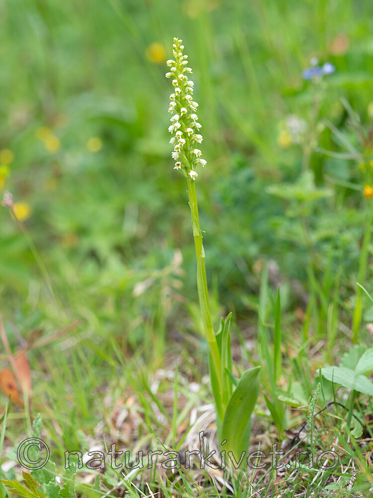 _6260020 / Pseudorchis albida / Hvitkurle <br /> Pseudorchis albida