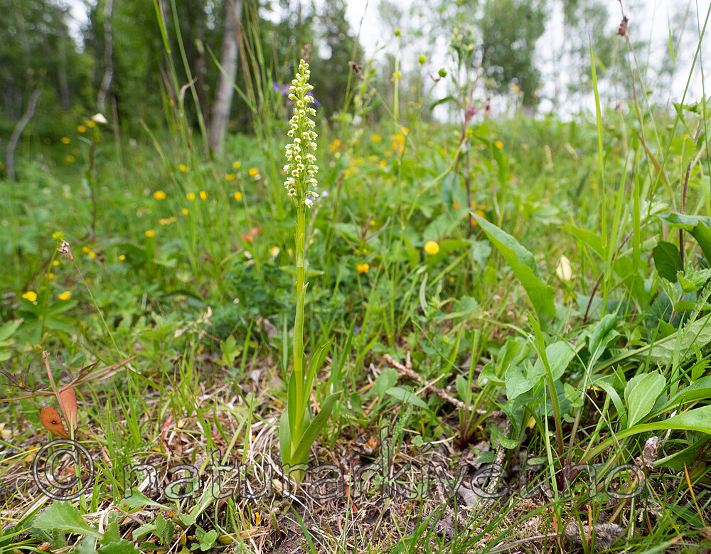 _6260025 / Pseudorchis albida / Hvitkurle <br /> Pseudorchis albida