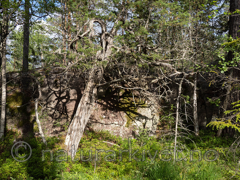 _6270296 / Juniperus communis / Einer