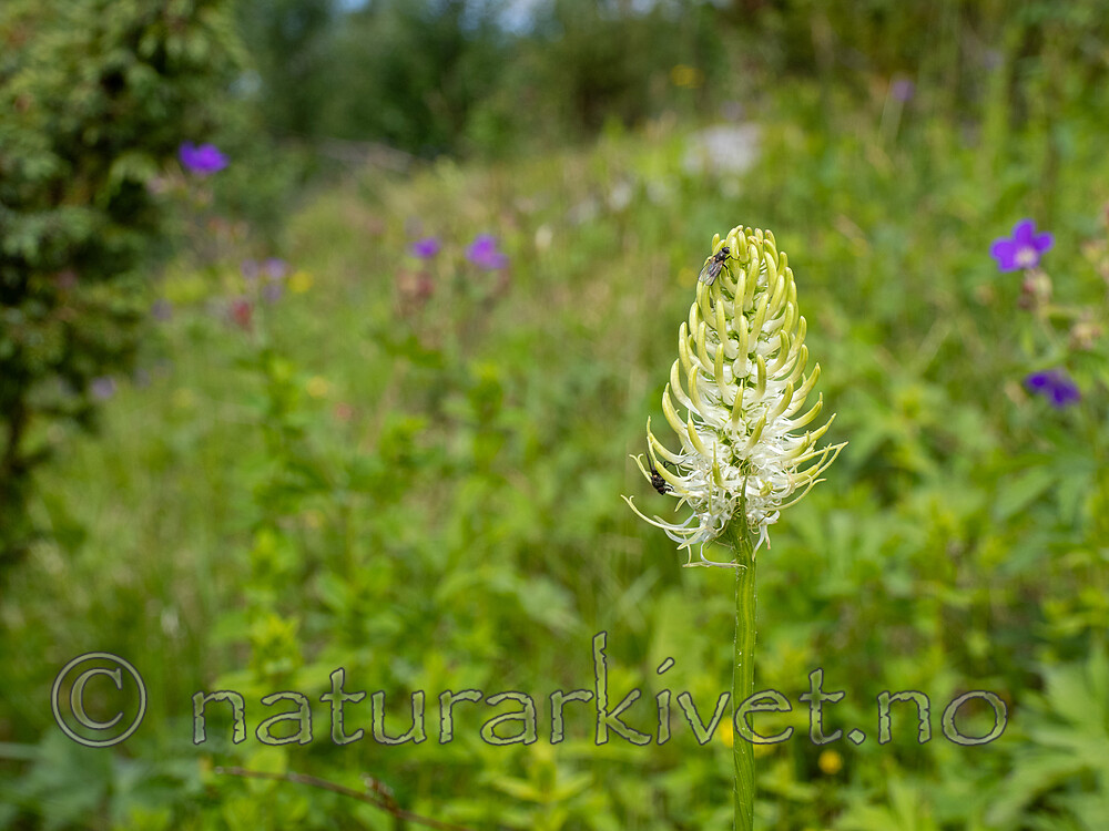 _7041138 / Phyteuma spicatum / Vadderot <br /> Phyteuma spicatum spicatum / Skogvadderot