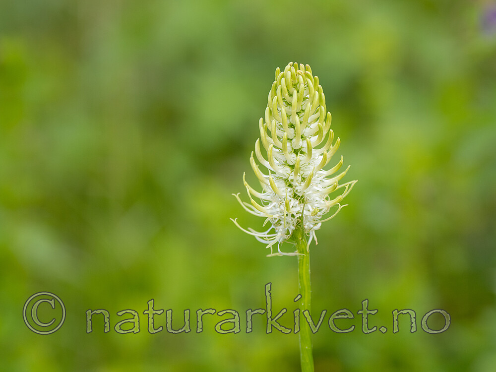 _7041149 / Phyteuma spicatum / Vadderot <br /> Phyteuma spicatum spicatum / Skogvadderot