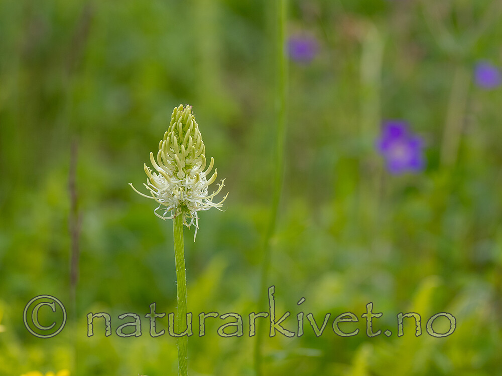 _7041165 / Phyteuma spicatum / Vadderot <br /> Phyteuma spicatum spicatum / Skogvadderot