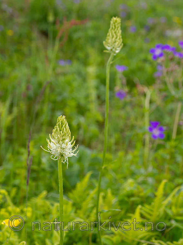 _7041168 / Phyteuma spicatum / Vadderot <br /> Phyteuma spicatum spicatum / Skogvadderot