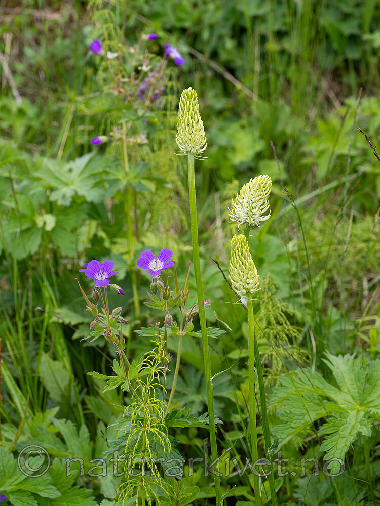 _7041178 / Phyteuma spicatum / Vadderot <br /> Phyteuma spicatum spicatum / Skogvadderot