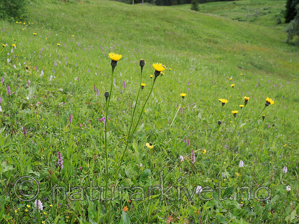 _7061320 / Hypochaeris maculata / Flekkgrisøre
