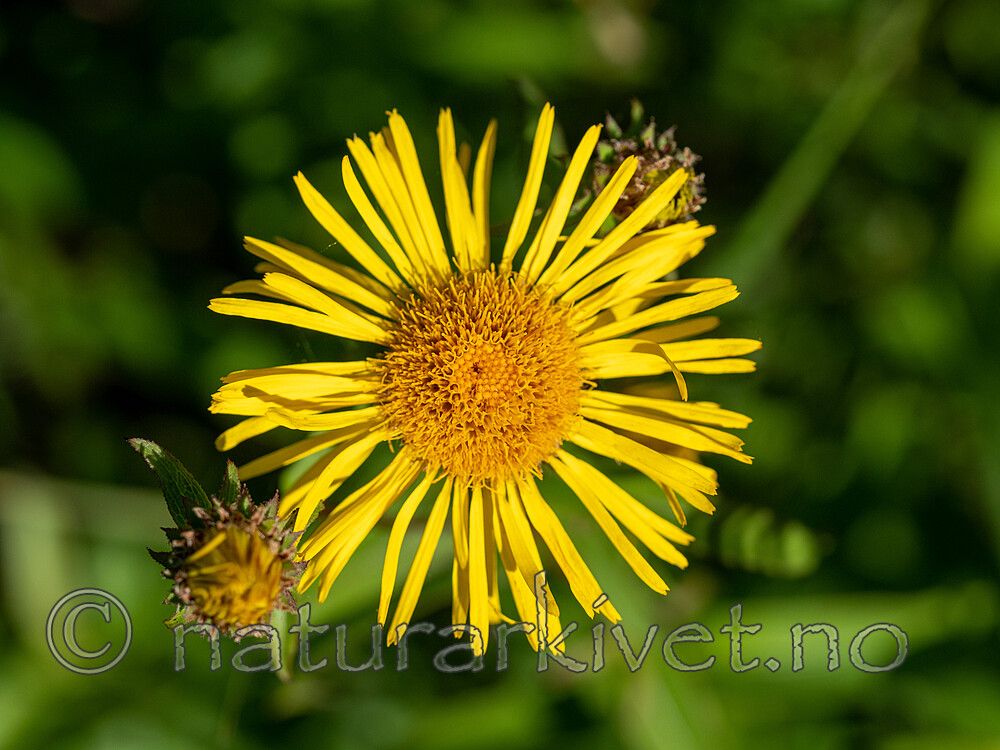 _7070196 / Inula salicina / Krattalant