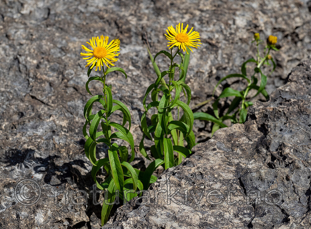 _7070220 / Inula salicina / Krattalant