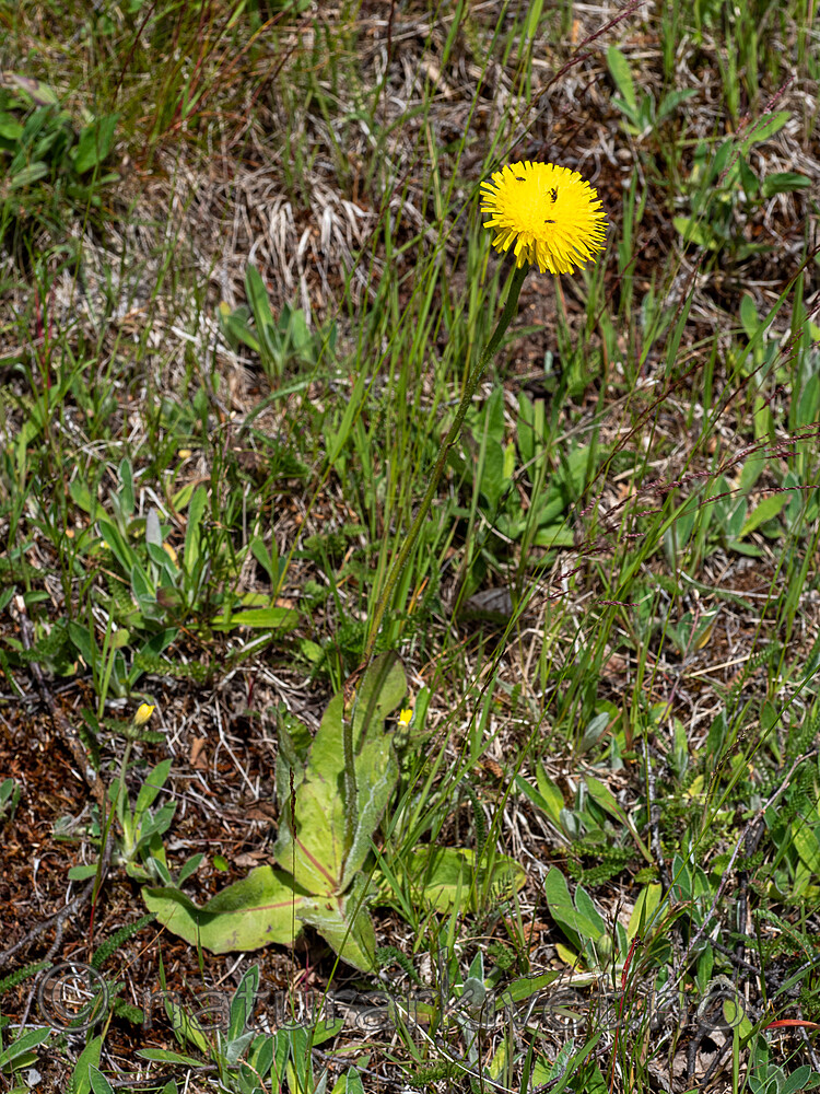 _7090335 / Hypochaeris maculata / Flekkgrisøre