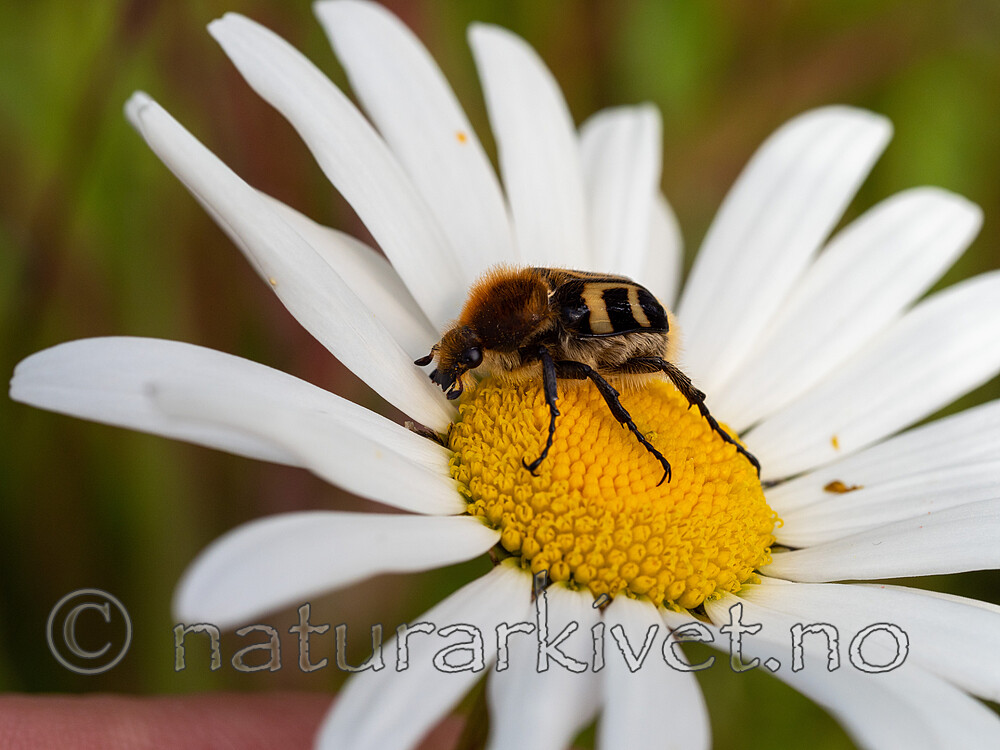 _7090342 / Leucanthemum vulgare / Prestekrage <br /> Trichius fasciatus / Humlebille