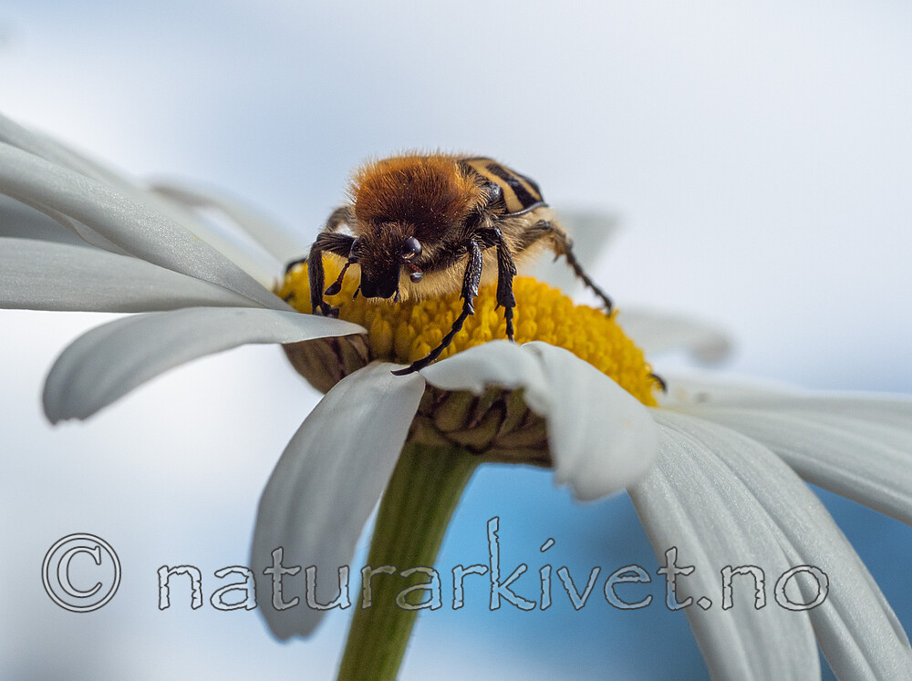_7090360 / Leucanthemum vulgare / Prestekrage <br /> Trichius fasciatus / Humlebille