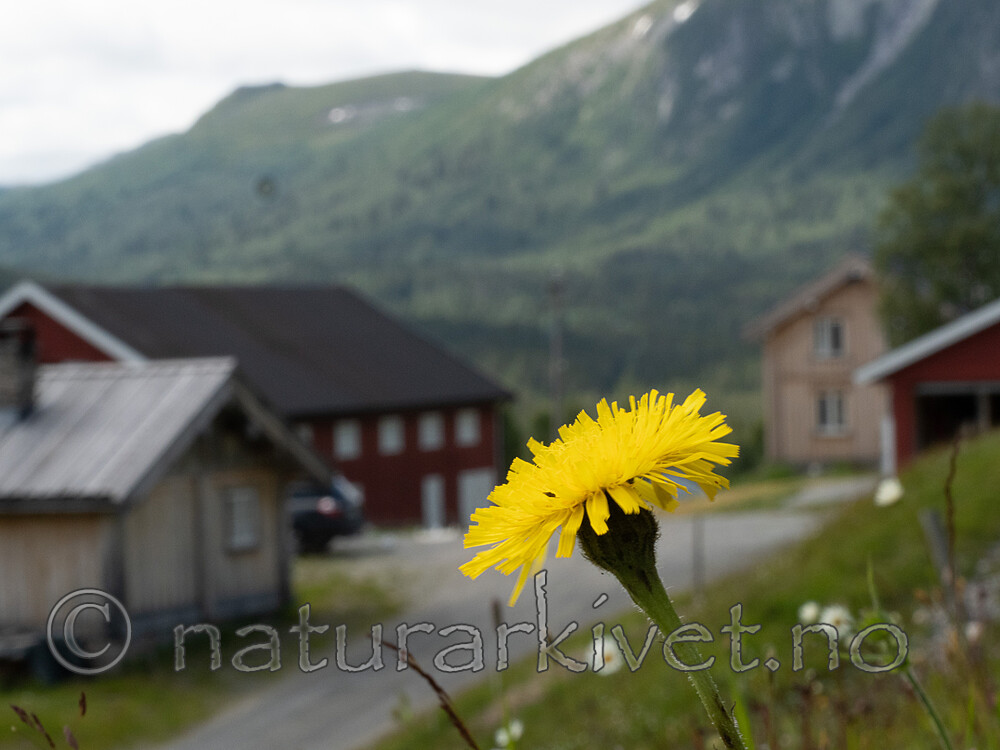 _7090384 / Hypochaeris maculata / Flekkgrisøre