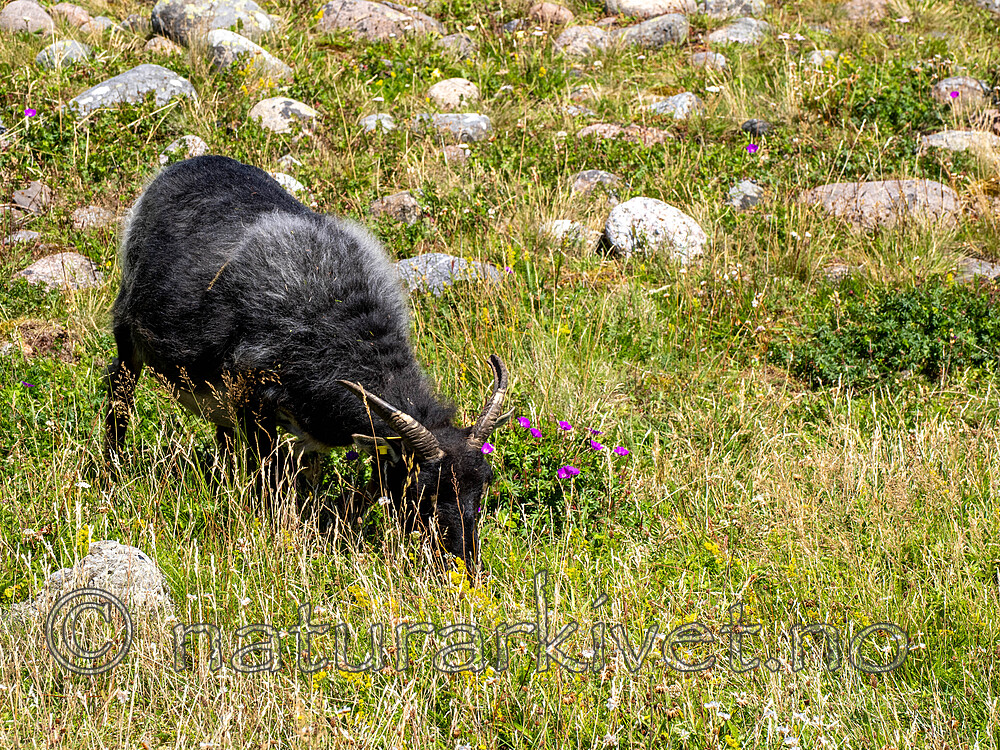 _7090423 / Ovis aries / Sau