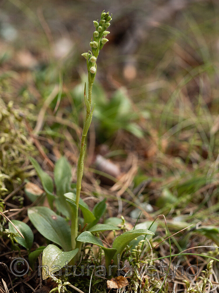 _7110439 / Goodyera repens / Knerot