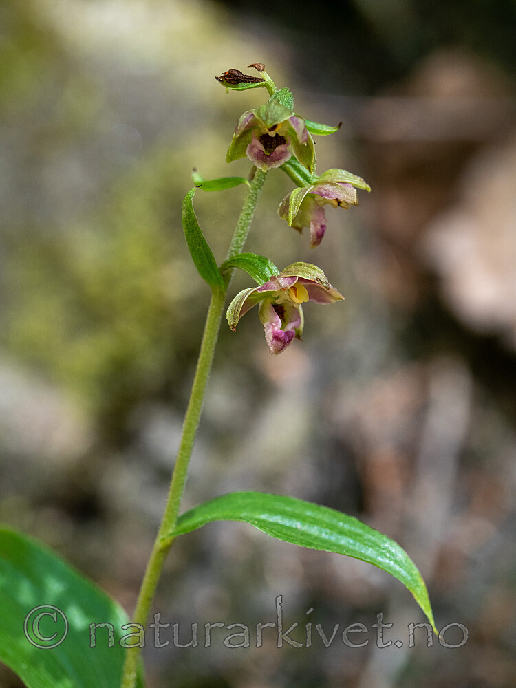 _7110467 / Epipactis helleborine / Breiflangre