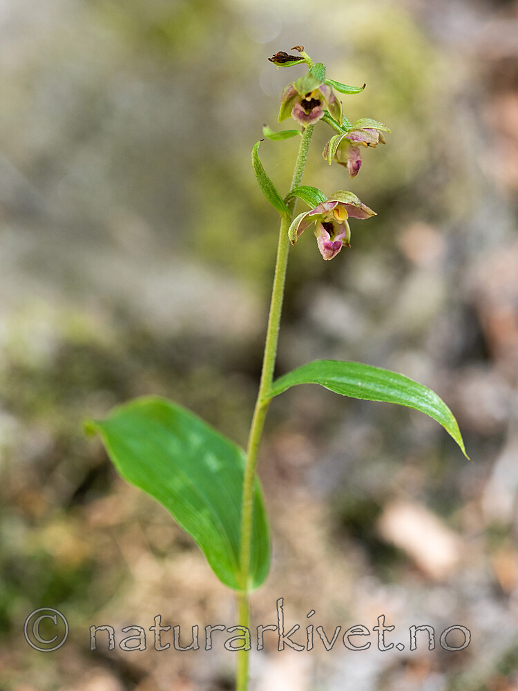 _7110476 / Epipactis helleborine / Breiflangre