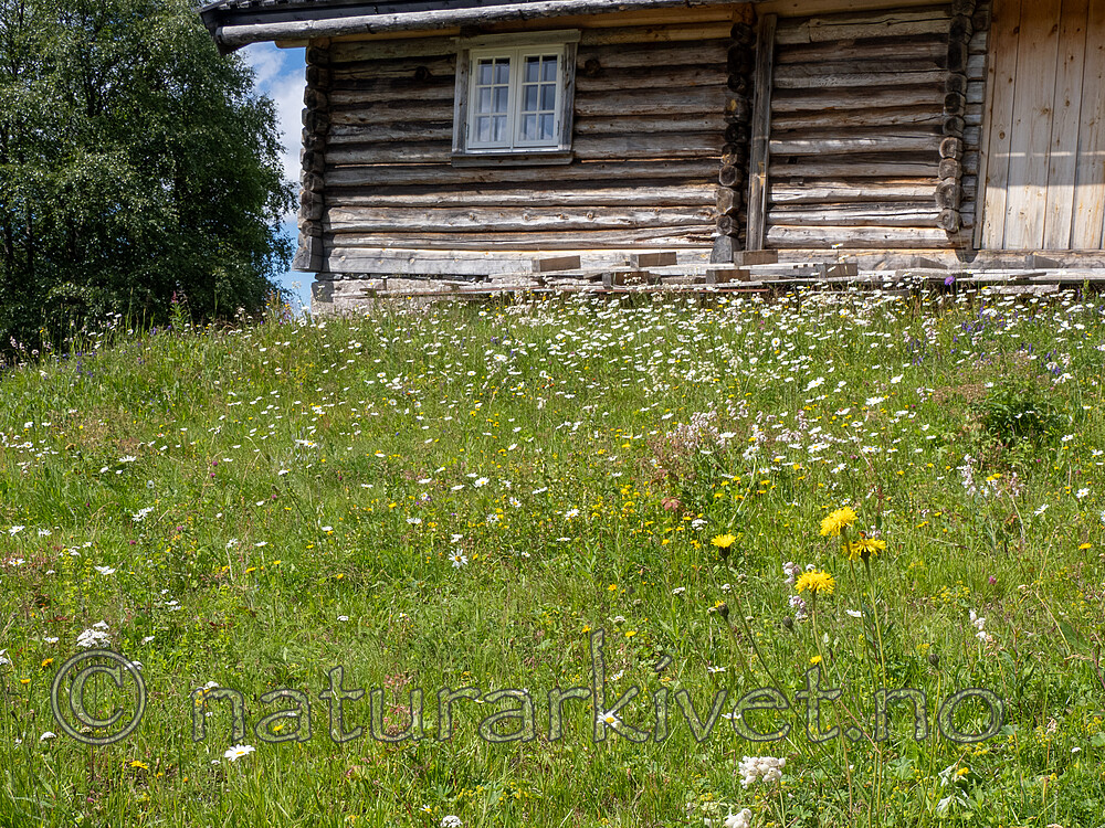 _7141349 / Hypochaeris maculata / Flekkgrisøre <br /> Leucanthemum vulgare / Prestekrage