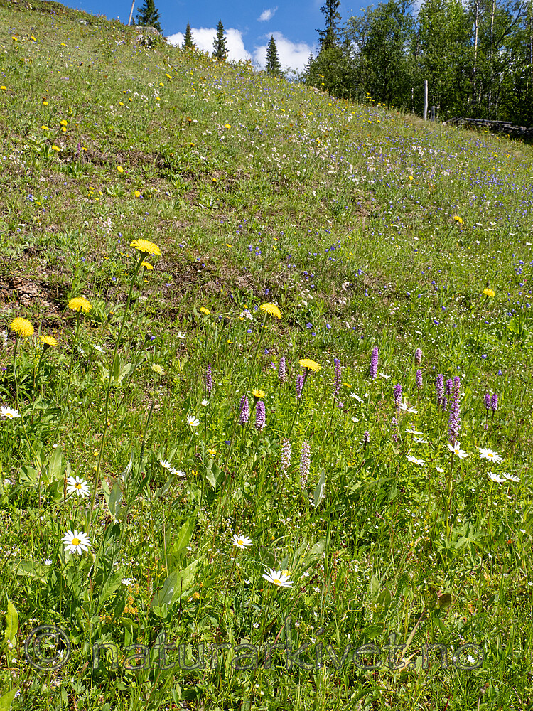_7141374 / Gymnadenia conopsea / Brudespore <br /> Hypochaeris maculata / Flekkgrisøre <br /> Leucanthemum vulgare / Prestekrage