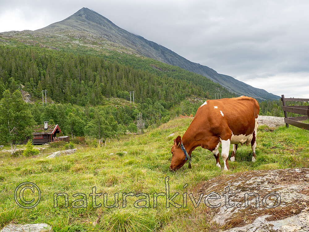 _7180704 / Bos taurus / Storfe
