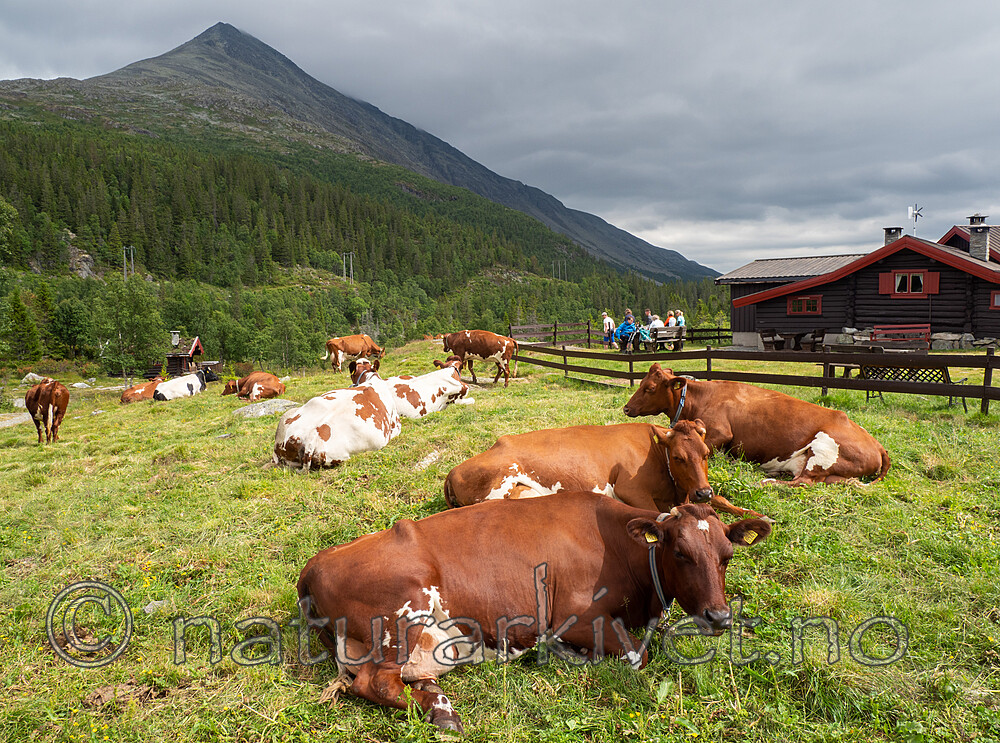 _7180708 / Bos taurus / Storfe