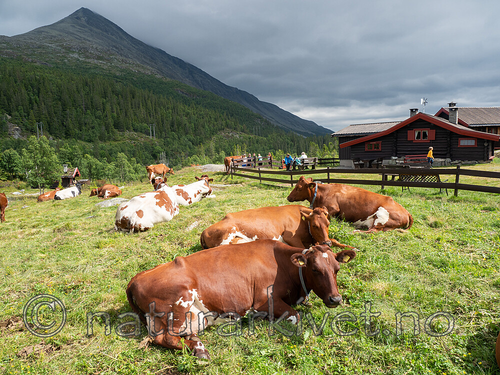 _7180710 / Bos taurus / Storfe