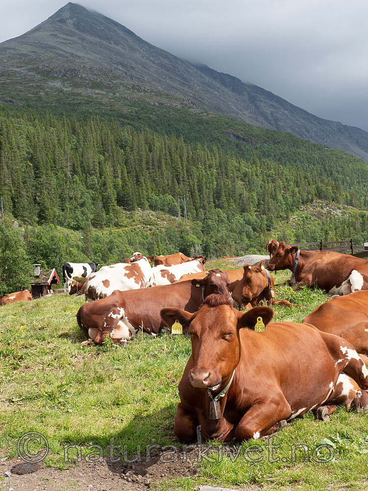 _7180724 / Bos taurus / Storfe