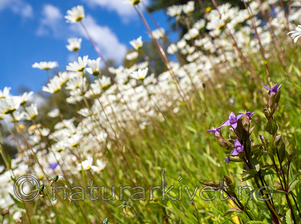 _8020027 / Gentianella campestris / Bakkesøte <br /> Leucanthemum vulgare / Prestekrage