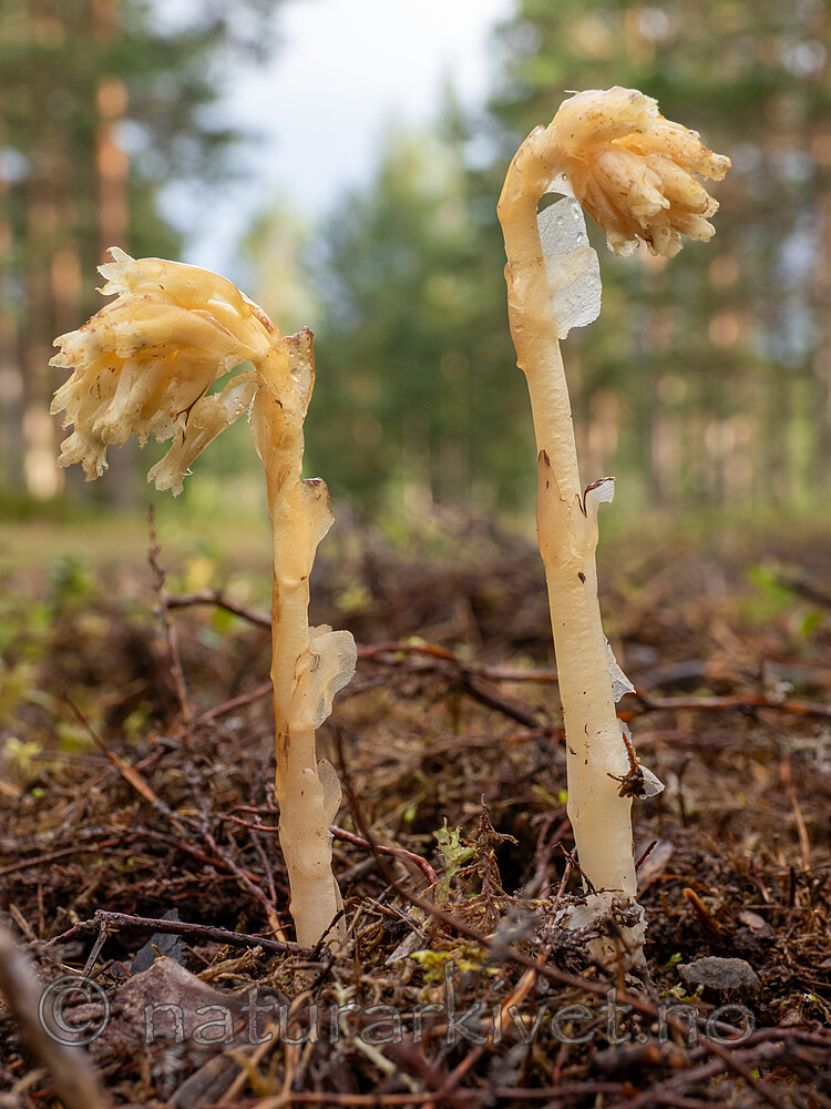 _8020034 / Monotropa hypopitys / Vaniljerot <br /> Monotropa hypopitys hypopitys / Lodden vaniljerot