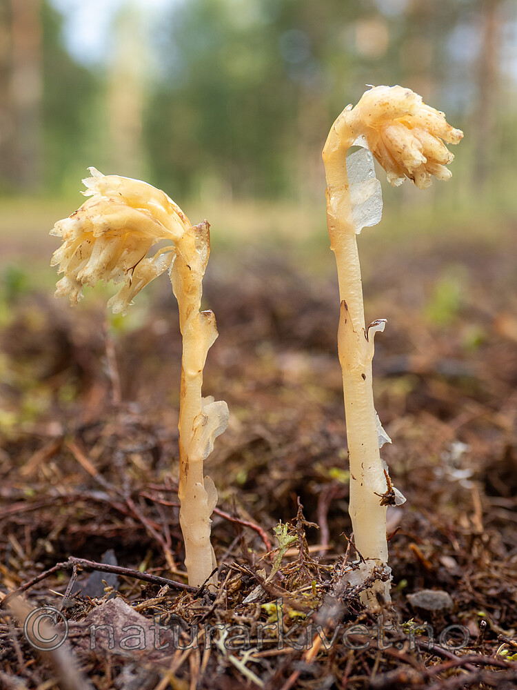 _8020039 / Monotropa hypopitys / Vaniljerot <br /> Monotropa hypopitys hypopitys / Lodden vaniljerot