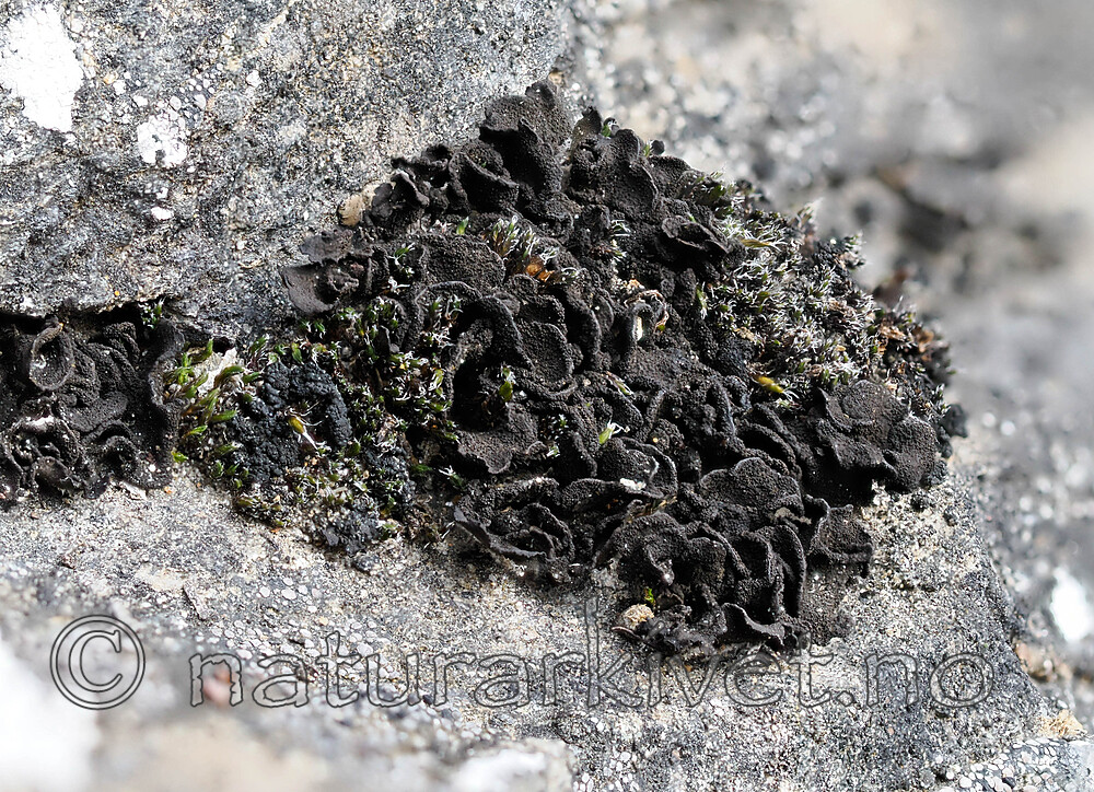 _8270287 / Thallinocarpon nigritellum