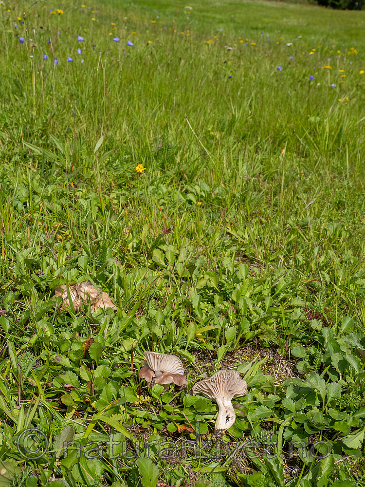 _8280312 / Hygrocybe flavipes / Gulfotvokssopp
