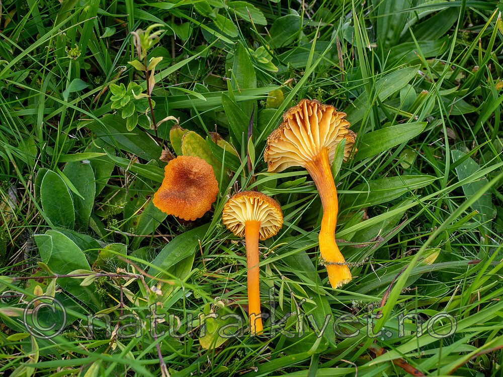 _8280329 / Hygrocybe turunda / Mørkskjellet vokssopp