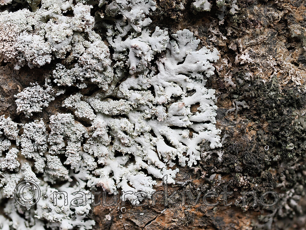 _8280703 / Physcia dimidiata / Grynrosettlav