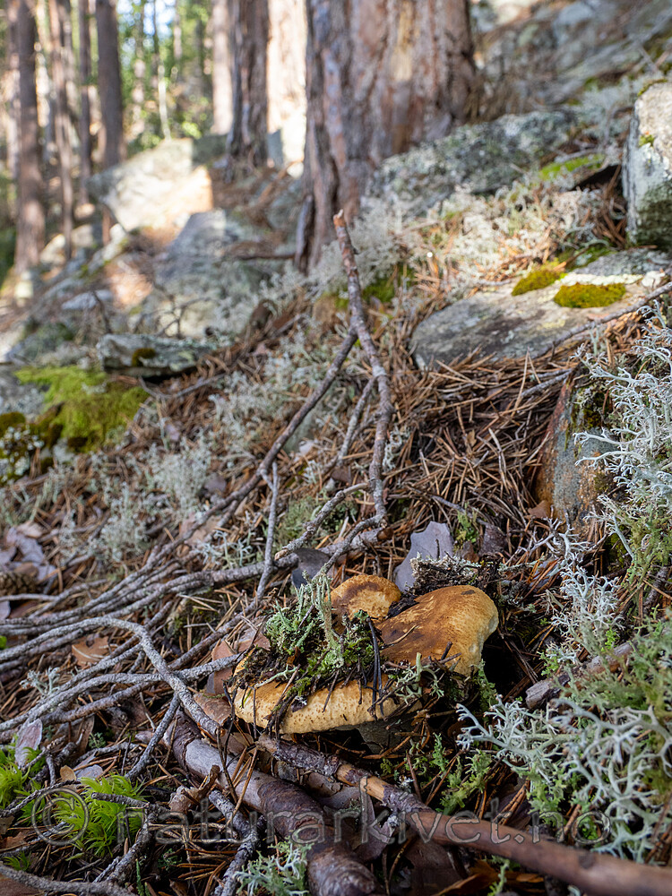 _8290352 / Tricholoma apium / Lakrismusserong